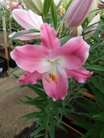 [4218 Queenfish EVR No102.JPG]